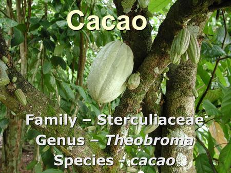 Cacao Family – Sterculiaceae Genus – Theobroma Species - cacao.