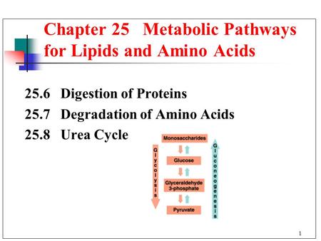 1 25.6 Digestion of Proteins 25.7 Degradation of Amino Acids 25.8 Urea Cycle Chapter 25 Metabolic Pathways for Lipids and Amino Acids.