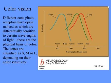 Color vision Different cone photo- receptors have opsin molecules which are differentially sensitive to certain wavelengths of light – these are the physical.