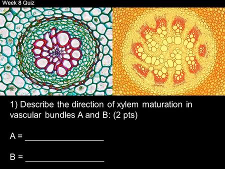 Week 8 Quiz 1) Describe the direction of xylem maturation in vascular bundles A and B: (2 pts) A = ________________ B = ________________.