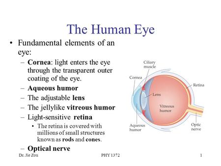 Dr. Jie ZouPHY 13721 The Human Eye Fundamental elements of an eye: –Cornea: light enters the eye through the transparent outer coating of the eye. –Aqueous.