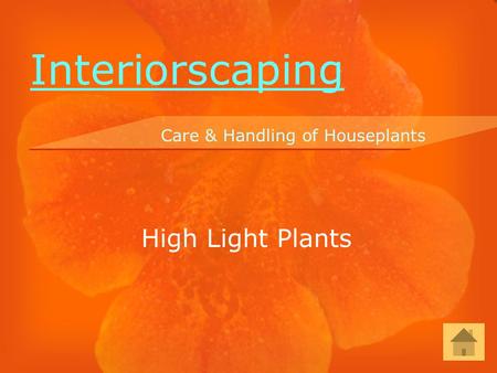 High Light Plants Care & Handling of Houseplants Interiorscaping.