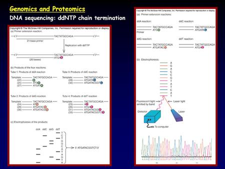 Genomics and Proteomics DNA sequencing: ddNTP chain termination.