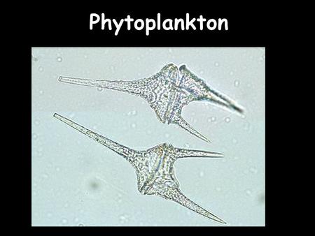 Phytoplankton. Phytoplankton Taxonomy Diatoms Dinoflagellates Coccolithophores Cyanobacteria others…