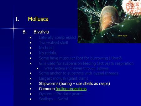 I.Mollusca B.Bivalvia Laterally compressedLaterally compressed Two-valved shellTwo-valved shell No headNo head No radulaNo radula Some have muscular foot.