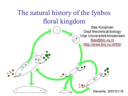 The natural history of the fynbos floral kingdom Bas Kooijman Dept theoretical biology Vrije Universiteit Amsterdam