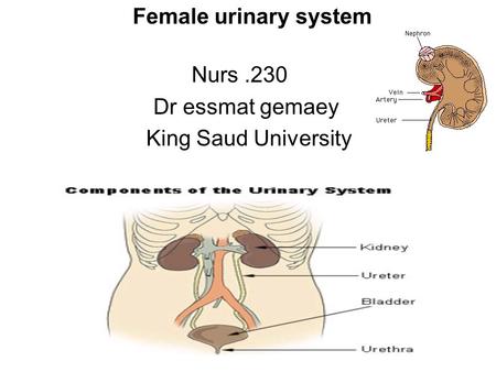 Female urinary system Nurs .230 Dr essmat gemaey King Saud University.