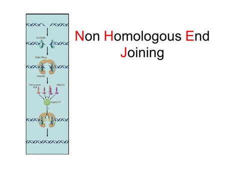 Non Homologous End Joining. Homologous Recombination Non Homologous End Joining.
