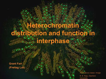 Heterochromatin distribution and function in interphase Grant Farr (Freitag Lab) Neurospora crassa image: N. B. Raju, Stanford University.