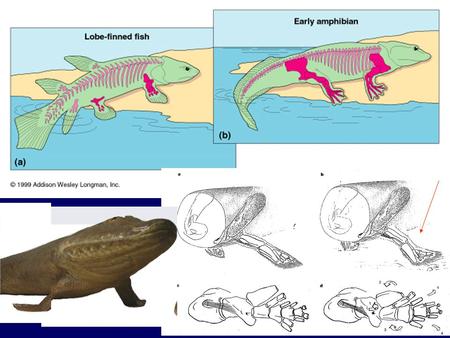 Tiktaalik roseae Edward B. Daeschler, Neil H. Shubin and Farish A. Jenkins, Jr (6 April 2006). A Devonian tetrapod-like fish and the evolution of the tetrapod.