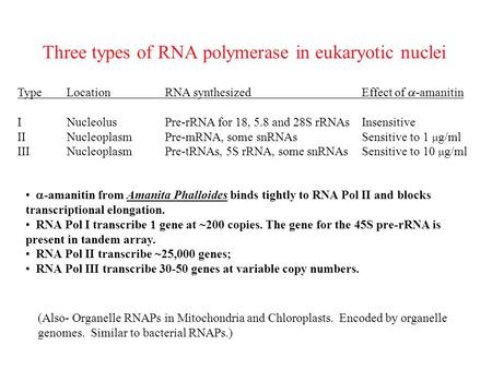 Three types of RNA polymerase in eukaryotic nuclei TypeLocationRNA synthesizedEffect of  -amanitin INucleolusPre-rRNA for 18, 5.8 and 28S rRNAsInsensitive.