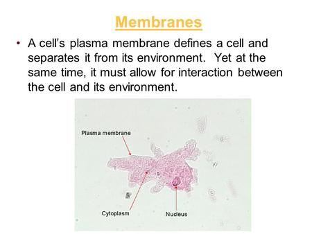Membranes A cell’s plasma membrane defines a cell and separates it from its environment. Yet at the same time, it must allow for interaction between the.