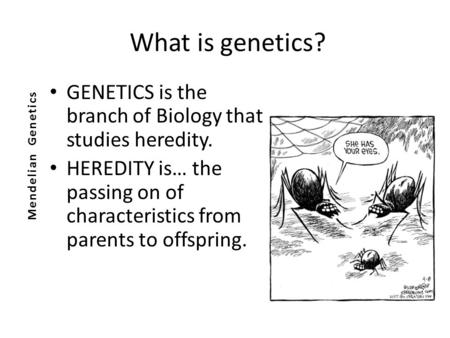 What is genetics? GENETICS is the branch of Biology that studies heredity. HEREDITY is… the passing on of characteristics from parents to offspring. Mendelian.