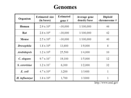 Organism Estimated size (in bases) Estimated gene # Average gene density/base Diploid chromosome # Human2.9 x 10 9 ~30,0001/100,00046 Rat2.8 x 10 9 ~30,0001/100,00042.