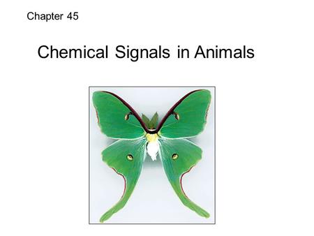 Chapter 45 Chemical Signals in Animals. Hormones are chemical signals.  The endocrine system consists of:  Endocrine cells which are hormone-secreting.