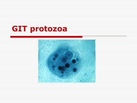 GIT protozoa.