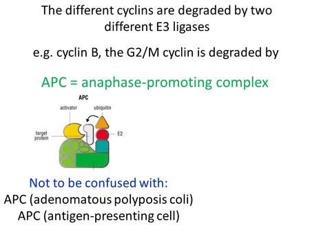 APC = anaphase-promoting complex