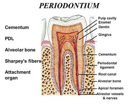 PERIODONTIUM Cementum PDL Alveolar bone Sharpey's fibers Attachment