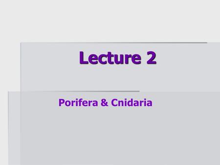 Lecture 2 Porifera & Cnidaria. Phylum Porifera: The sponges.