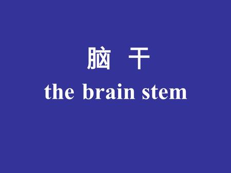 脑 干 the brain stem.