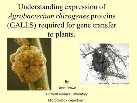 Understanding expression of Agrobacterium rhizogenes proteins (GALLS) required for gene transfer to plants. By Chris Brown Dr. Walt Ream’s Laboratory Microbiology.