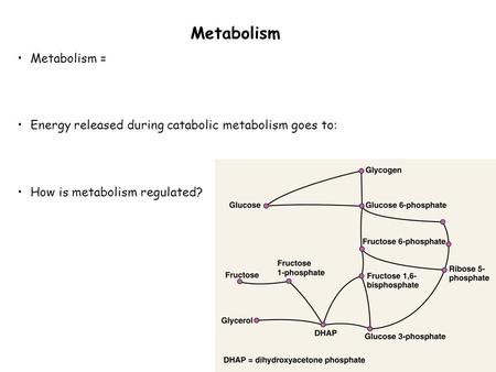 Metabolism Metabolism = Energy released during catabolic metabolism goes to: How is metabolism regulated?