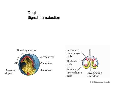 Targil – Signal transduction.