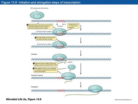 Figure 13.9 Initiation and elongation steps of transcription.