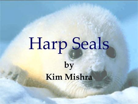 Harp Seals by Kim Mishra.