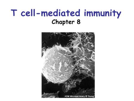 T cell-mediated immunity Chapter 8