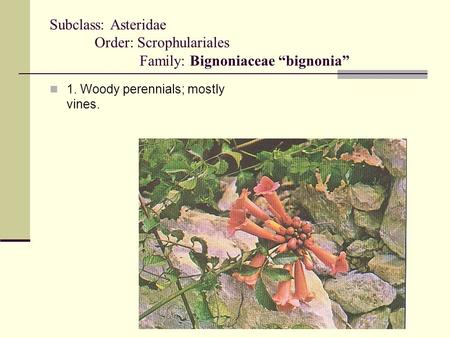 Subclass: Asteridae Order: Scrophulariales Family: Bignoniaceae “bignonia” 1. Woody perennials; mostly vines.