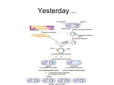 Yesterday…. P to the C to the R PCR Biotechnology Tools Restriction Endonucleases / enzymes Methylases DNA ligase Gel Electrophoresis Plasmids Transformation.