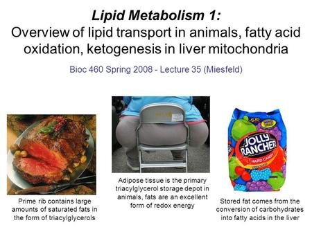 Lipid Metabolism 1: Overview of lipid transport in animals, fatty acid oxidation, ketogenesis in liver mitochondria Bioc 460 Spring 2008 - Lecture 35 (Miesfeld)