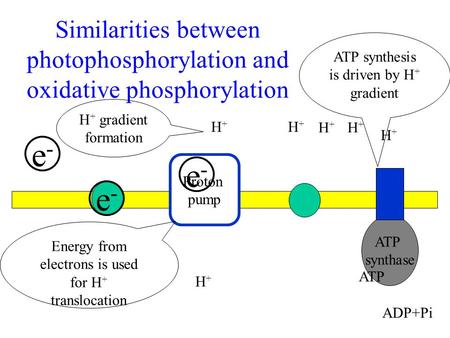 ATP synthesis is driven by H+ gradient H+ gradient formation H+ H+ H+