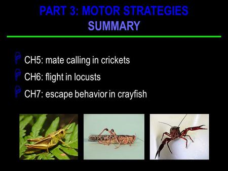 H CH5: mate calling in crickets H CH6: flight in locusts H CH7: escape behavior in crayfish PART 3: MOTOR STRATEGIES SUMMARY.