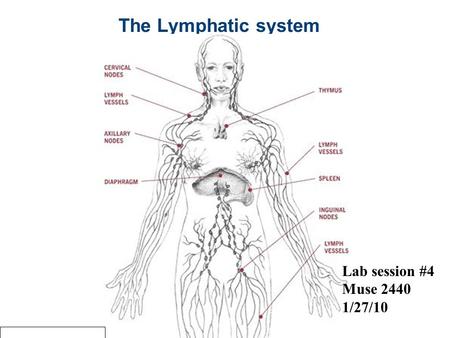 The Lymphatic system Lab session #4 Muse 2440 1/27/10.