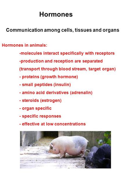 Hormones Communication among cells, tissues and organs Hormones in animals: -molecules interact specifically with receptors -production and reception are.