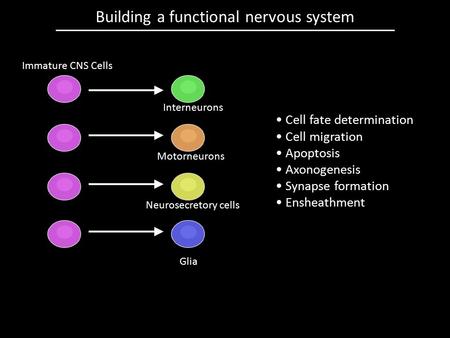 Building a functional nervous system Immature CNS Cells Motorneurons Neurosecretory cells Glia Interneurons Cell fate determination Cell migration Apoptosis.