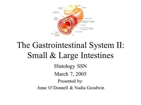 The Gastrointestinal System II: Small & Large Intestines