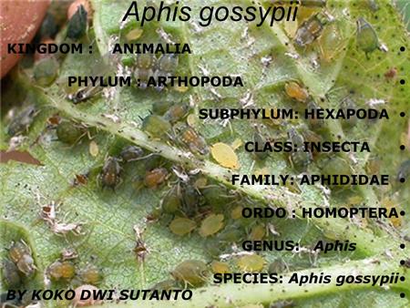 Aphis gossypii KINGDOM : ANIMALIA PHYLUM : ARTHOPODA SUBPHYLUM: HEXAPODA CLASS: INSECTA FAMILY: APHIDIDAE ORDO : HOMOPTERA GENUS: Aphis SPECIES: Aphis.