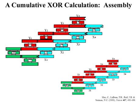 Mao, C., LaBean, T.H., Reif, J.H. & Seeman, N.C. (2000), Nature 407, 493-496. A Cumulative XOR Calculation: Assembly.