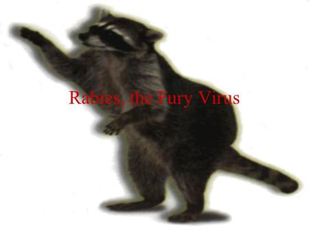 Rabies, the Fury Virus. Pathogenesis Bite site striated muscle cells peripheral nervous system is exposed in neuromuscular spindles exposed sensory nerve.