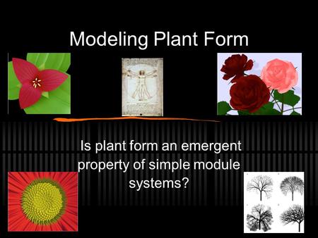 Modeling Plant Form Is plant form an emergent property of simple module systems?