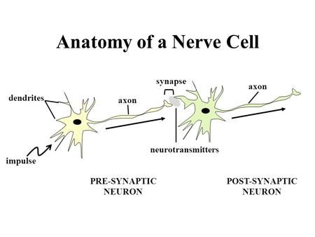 Anatomy of a Nerve Cell POST-SYNAPTIC NEURON dendrites impulse synapse axon PRE-SYNAPTIC NEURON neurotransmitters.