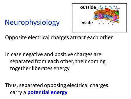 Neurophysiology Opposite electrical charges attract each other In case negative and positive charges are separated from each other, their coming together.