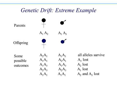 A 1 A 2 A 1 A 3 Parents Offspring Genetic Drift: Extreme Example Some possible outcomes A 2 A 1 A 1 A 3 all alleles survive A 1 A 1 A 2 A 1 A 3 lost A.