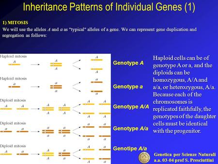 Genetica per Scienze Naturali a.a. 03-04 prof S. Presciuttini Inheritance Patterns of Individual Genes (1) 1) MITOSIS We will use the alleles A and a as.