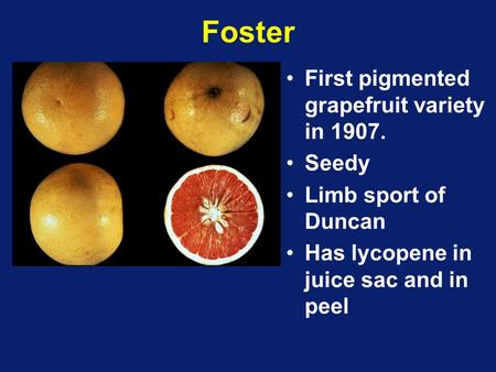 Foster First pigmented grapefruit variety in 1907. Seedy Limb sport of Duncan Has lycopene in juice sac and in peel.
