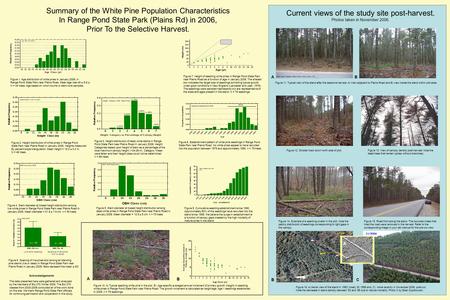Figure 1. Age distribution of white pines in January 2006, in Range Pond State Park near Plains Road. Mean age was 49 ± 5.8 yr. N = 44 trees. Age based.