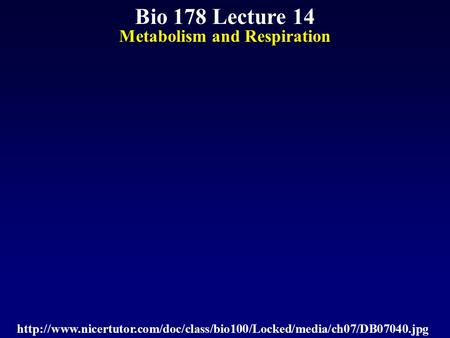 Bio 178 Lecture 14 Metabolism and Respiration